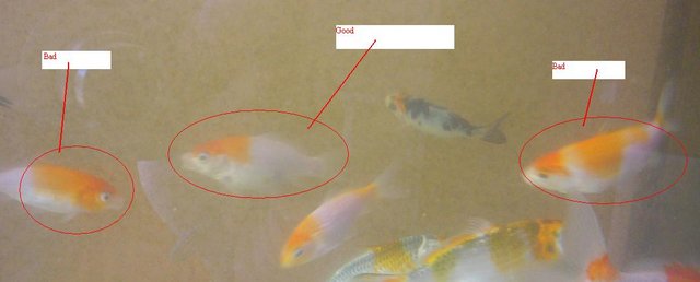 Kohaku Breeding pair. K