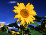 Sun Flower-1