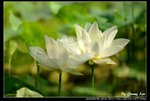 _J208783a