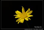 _J208929