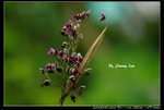 _J208932