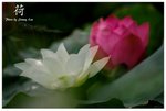 _JL40490