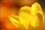 IMG_4433ed