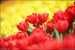 IMG_4513ed
