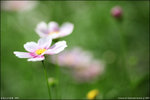 IMG_4535ed