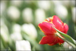 IMG_4570ed