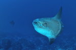 Mola Mola @Crystal Bay