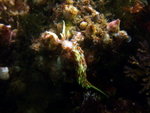 DSCF1184