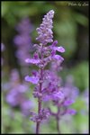 DSC_0741a