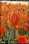 DSC_0770a