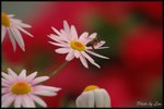 DSC_0809a