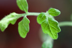 Day 44: : : : : : : : : : : : 13-Sep-2009