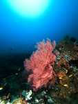 P2035522