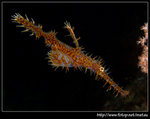 P6020403