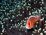 Pink Anemonefish 1