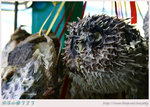 agIMG_1814