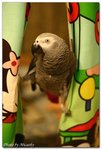 greg1
