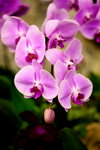 2009Orchid-008