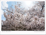 DSCF0861