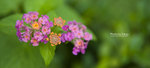 TKY_6378