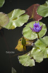TKY_6609