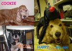 my dogs