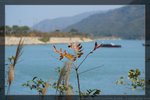 IMG_0800