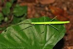 IMG_0163-63