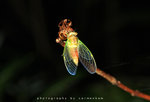 IMG_0169-69