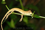 IMG_6864-64