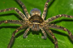 IMG_8871-71