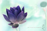 IMG_3123-23a