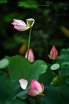 IMG_3204-04