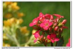 DSCF9886_nEO_IMG