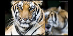 Safari_07