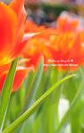 DSC_2072-c