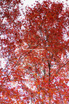 DSC_9445-b