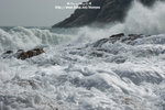 DSC_8400-c
