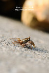 DSC_9975-fotop