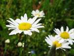 IMG_0195