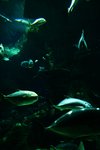 IMG_006