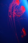 IMG_020