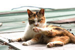 cat10