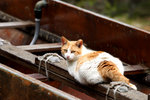 cat10