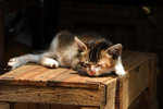 cat10