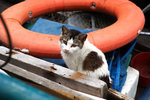 cat11