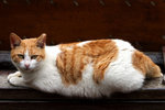 cat11