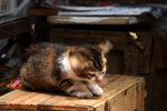 cat11