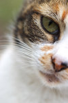 cat12