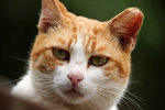 cat13